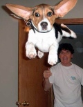flying beagle